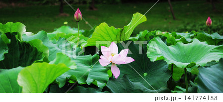 Pink Lotus Flower in Lush Green Pond Garden Pink Lotus Flower in Lush Green Pond Garden 141774188