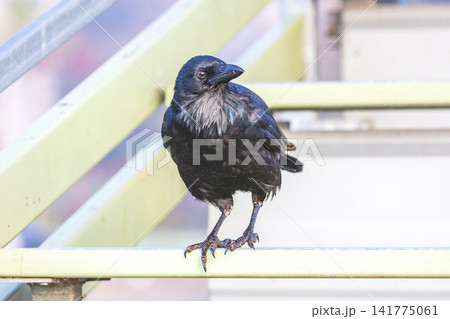 An Australian Raven bird standing on a steel railing on a sunny day An Australian Raven bird standing on a steel railing on a sunny day 141775061