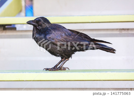 An Australian Raven bird standing on a steel railing on a sunny day An Australian Raven bird standing on a steel railing on a sunny day 141775063