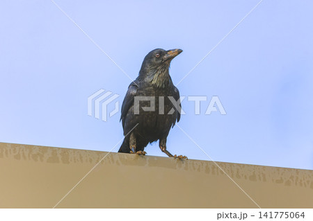 An Australian Raven bird standing on a steel railing on a sunny day An Australian Raven bird standing on a steel railing on a sunny day 141775064
