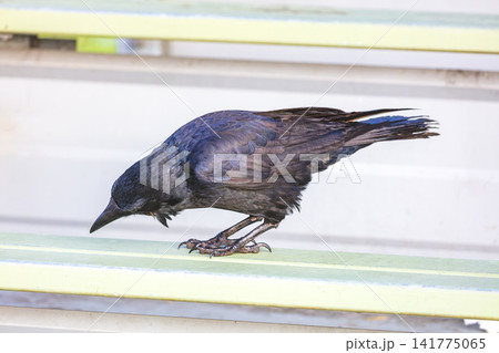 An Australian Raven bird standing on a steel railing on a sunny day An Australian Raven bird standing on a steel railing on a sunny day 141775065