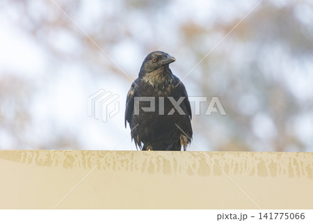 An Australian Raven bird standing on a steel railing on a sunny day An Australian Raven bird standing on a steel railing on a sunny day 141775066