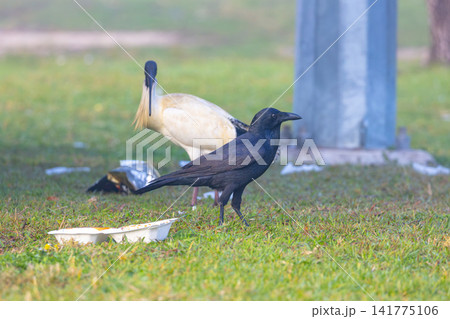 An Australian Raven bird foraging for food near a sports ground 141775106