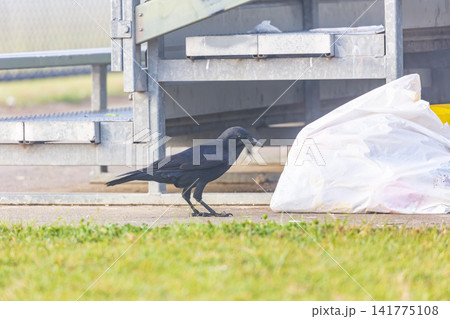 An Australian Raven bird foraging for food near a sports ground An Australian Raven bird foraging for food near a sports ground 141775108