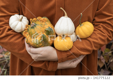 Person holding variety of small pumpkins and white gourds 141775122