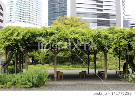 旧芝離宮恩賜庭園の藤棚 旧芝離宮恩賜庭園の藤棚 141775289
