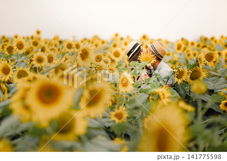 Endless sunflower field under warm summer sky. Blooming floral landscape representing nature, agriculture and seasonal beauty concept. Endless sunflower field under warm summer sky. Blooming floral landscape representing nature, agriculture and seasonal beauty concept. 141775598