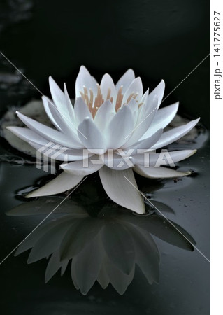 水面に浮かぶ睡蓮の花 水面に浮かぶ睡蓮の花 141775627