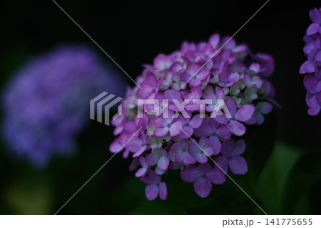 梅雨に咲く、紫陽花 梅雨に咲く、紫陽花 141775655