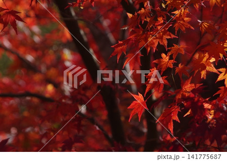 真っ赤な紅葉 141775687