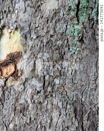 苔が彩る樹木の樹皮テクスチャと自然の質感を表現した背景素材 苔が彩る樹木の樹皮テクスチャと自然の質感を表現した背景素材 141775691