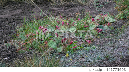 Opuntia Macrorhiza Cactus with Red Fruits and Long Spines in Autumn Opuntia Macrorhiza Cactus with Red Fruits and Long Spines in Autumn 141775698