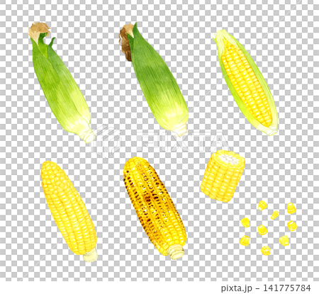 Corn set - Hand-drawn watercolor illustration of summer vegetables Corn set - Hand-drawn watercolor illustration of summer vegetables 141775784