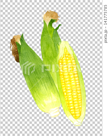 玉米系列 - 手繪水彩夏季蔬菜插圖 141775785