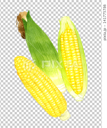 Corn set - Hand-drawn watercolor illustration of summer vegetables Corn set - Hand-drawn watercolor illustration of summer vegetables 141775786