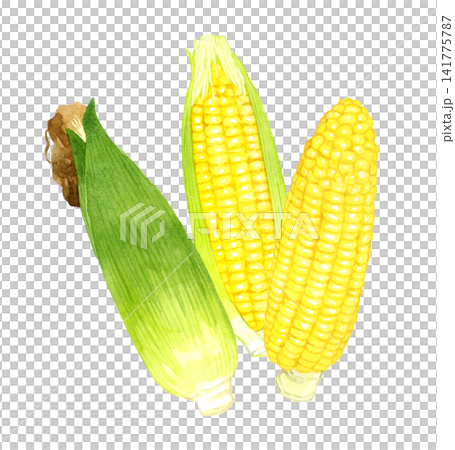 玉米系列 - 手繪水彩夏季蔬菜插圖 141775787