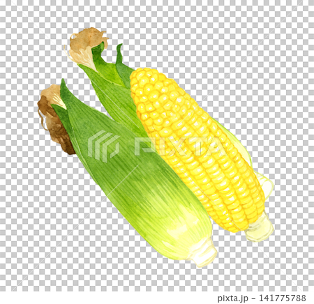 玉米系列 - 手繪水彩夏季蔬菜插圖 141775788