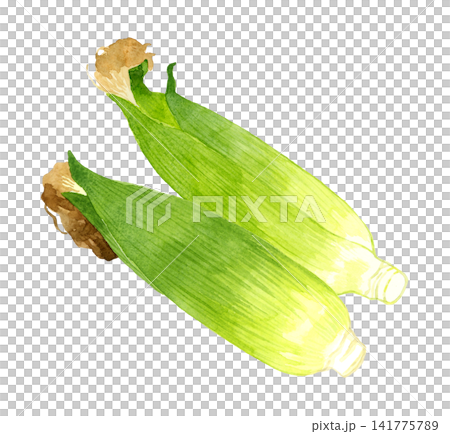 Corn set - Hand-drawn watercolor illustration of summer vegetables Corn set - Hand-drawn watercolor illustration of summer vegetables 141775789