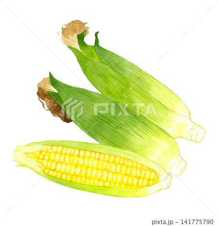 トウモロコシのセット 夏野菜の手描き水彩イラスト素材 トウモロコシのセット 夏野菜の手描き水彩イラスト素材 141775790