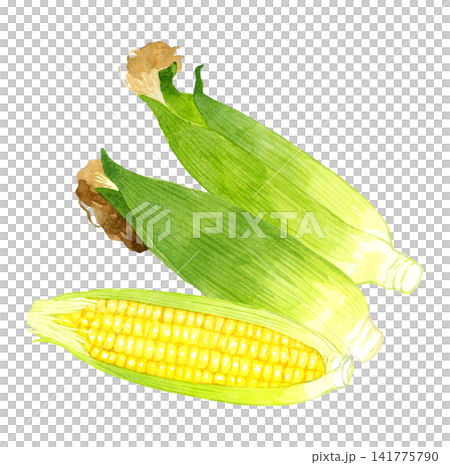 トウモロコシのセット 夏野菜の手描き水彩イラスト素材 トウモロコシのセット 夏野菜の手描き水彩イラスト素材 141775790