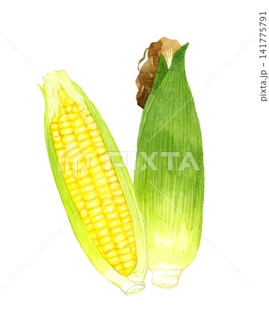 トウモロコシのセット 夏野菜の手描き水彩イラスト素材 トウモロコシのセット 夏野菜の手描き水彩イラスト素材 141775791