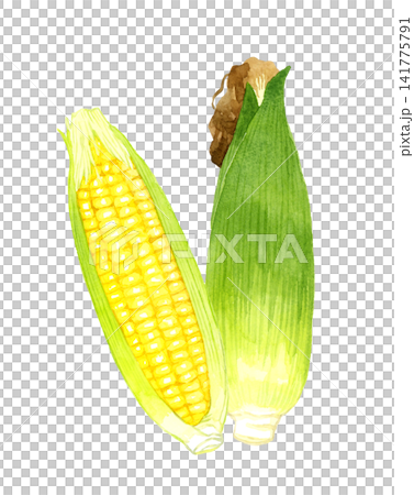 トウモロコシのセット 夏野菜の手描き水彩イラスト素材 トウモロコシのセット 夏野菜の手描き水彩イラスト素材 141775791