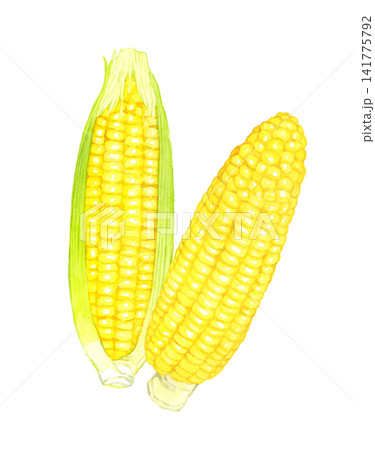 トウモロコシのセット　夏野菜の手描き水彩イラスト素材 141775792