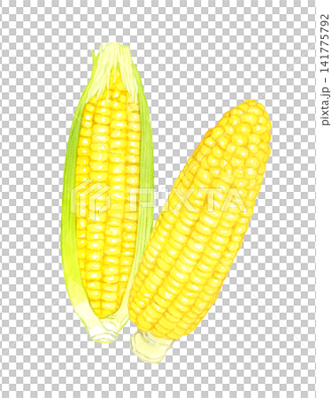 Corn set - Hand-drawn watercolor illustration of summer vegetables Corn set - Hand-drawn watercolor illustration of summer vegetables 141775792