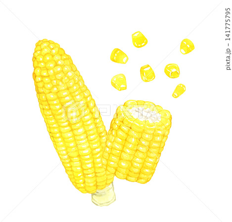 トウモロコシのセット 夏野菜の手描き水彩イラスト素材 トウモロコシのセット 夏野菜の手描き水彩イラスト素材 141775795
