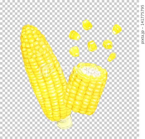 トウモロコシのセット 夏野菜の手描き水彩イラスト素材 トウモロコシのセット 夏野菜の手描き水彩イラスト素材 141775795