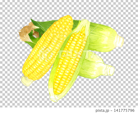 Corn set - Hand-drawn watercolor illustration of summer vegetables Corn set - Hand-drawn watercolor illustration of summer vegetables 141775796