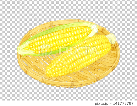 竹籃裡的玉米－手繪水彩夏季蔬菜插圖 141775797