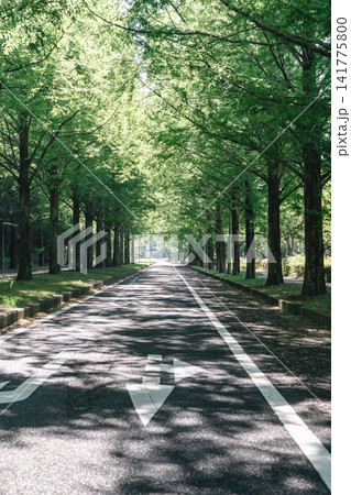季美の森メタセコイア並木の道路と進行方向の矢印 季美の森メタセコイア並木の道路と進行方向の矢印 141775800