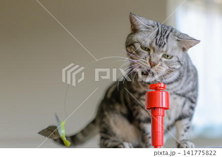 ひとり遊び用のおもちゃで楽しく遊ぶアメリカンショートヘアの猫 ひとり遊び用のおもちゃで楽しく遊ぶアメリカンショートヘアの猫 141775822