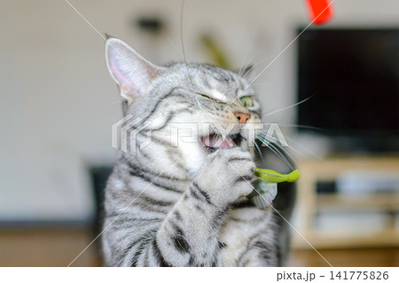 鳥のおもちゃに夢中で大興奮するアメリカンショートヘアの猫 鳥のおもちゃに夢中で大興奮するアメリカンショートヘアの猫 141775826