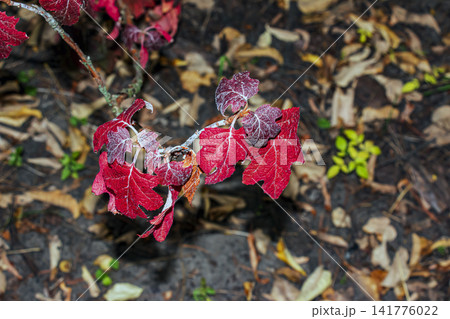 Scarlet and Burgundy Oakleaf Hydrangea Leaves with Copy Space Scarlet and Burgundy Oakleaf Hydrangea Leaves with Copy Space 141776022