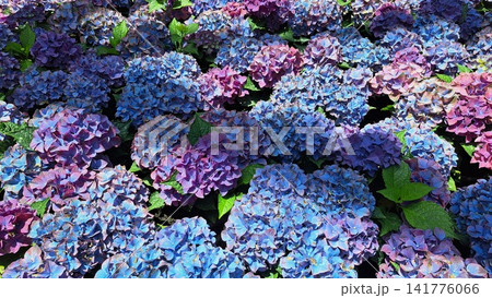 Vibrant field of blue and purple hydrangea flowers blooming in full blossom, creating a lush botanical backdrop for natural spring background, garden design, and floral decoration projects. 141776066