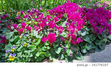 Vibrant magenta cyclamen flowers blooming in a lush garden bed, providing a colorful botanical background for natural spring landscape design, floral decor, and nature projects. Vibrant magenta cyclamen flowers blooming in a lush garden bed, providing a colorful botanical background for natural spring landscape design, floral decor, and nature projects. 141776107