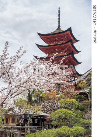 春の宮島・青空に映える五重塔と桜 141776180
