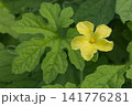 ゴーヤの黄色い花と朝露に濡れた緑色の葉 141776281