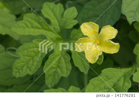 ゴーヤの黄色い花と朝露に濡れた緑色の葉 ゴーヤの黄色い花と朝露に濡れた緑色の葉 141776281