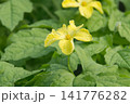 朝露に濡れたゴーヤの黄色い花 141776282