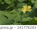 雨上がりのゴーヤの黄色い花と濃い緑色の葉 141776283