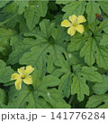 生い茂るゴーヤの緑の葉の中に咲く黄色い花 141776284