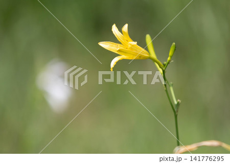 ユウスゲの花 ユウスゲの花 141776295