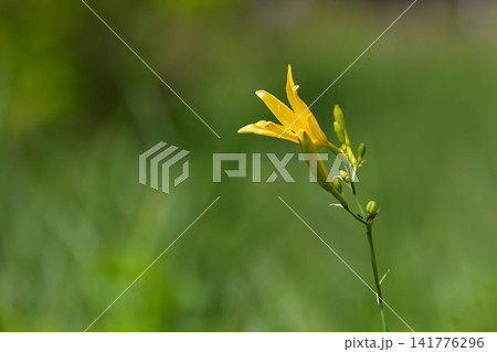 ユウスゲの花 ユウスゲの花 141776296