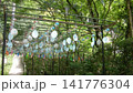 たくさんの風鈴 141776304