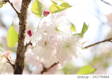 桜 桜 141776868