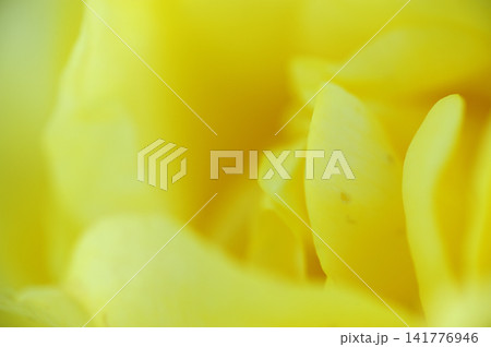 いつか見た薔薇 いつか見た薔薇 141776946