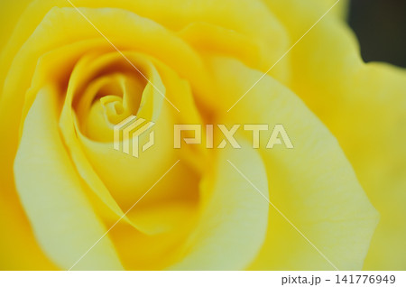 いつか見た薔薇 いつか見た薔薇 141776949